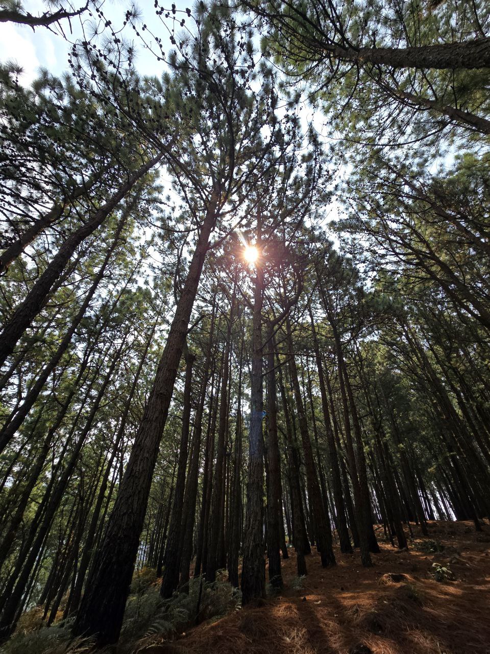 Páramos Mágicos de Capacho